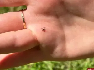 За неделю от укусов клещей пострадали 11 жителей Псковской области