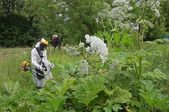 Ясенелистный клён признали опасным инвазивным видом в Псковской области